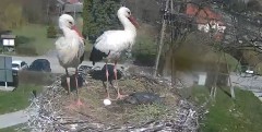 2022-04-14 14_58_43-Gniazdo bociana Tyrawa Wołoska - kamera na żywo WebCamera.pl – Kinza.jpg