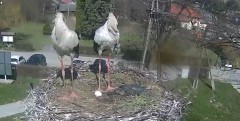 2022-04-14 14_58_52-Gniazdo bociana Tyrawa Wołoska - kamera na żywo WebCamera.pl – Kinza.jpg