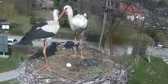 2022-04-14 14_58_59-Gniazdo bociana Tyrawa Wołoska - kamera na żywo WebCamera.pl – Kinza.jpg