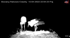 2022-04-15 22_04_58-Bocian LIVE E.1 - Polskie Towarzystwo Ochrony Ptaków – Kinza.jpg