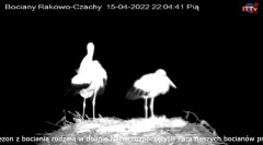 2022-04-15 22_05_16-Bocian LIVE E.1 - Polskie Towarzystwo Ochrony Ptaków – Kinza.jpg