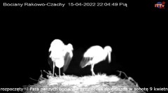 2022-04-15 22_05_24-Bocian LIVE E.1 - Polskie Towarzystwo Ochrony Ptaków – Kinza.jpg