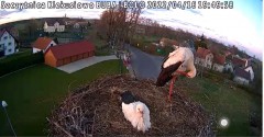 2022-04-16 19_49_32-Gniazdo bociana Klekusiowo kamera na żywo WebCamera.pl oglądaj – Kinza.jpg