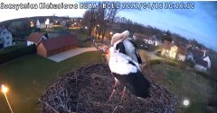 2022-04-16 20_25_50-Gniazdo bociana Klekusiowo kamera na żywo WebCamera.pl oglądaj – Kinza.jpg