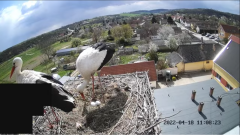 2022_04_18_19_58_47_LIVE_Nest_Cam_White_Storks_Ságvár_Hungary_YouTube_Mozilla_Firefox.png