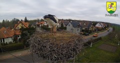 2022-04-20 14_30_16-BOCIANY kamera na żywo z gniazda w Pasłęku – Kinza.jpg