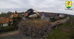 2022-04-20 14_30_25-BOCIANY kamera na żywo z gniazda w Pasłęku – Kinza.jpg