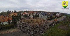 2022-04-20 14_30_40-BOCIANY kamera na żywo z gniazda w Pasłęku – Kinza.jpg