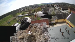 2022_04_21_12_09_59_1_LIVE_Nest_Cam_White_Storks_Ságvár_Hungary_YouTube_Mozilla_Firefox.png