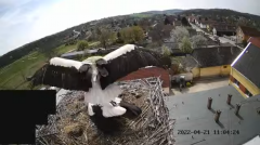 2022_04_21_12_09_22_1_LIVE_Nest_Cam_White_Storks_Ságvár_Hungary_YouTube_Mozilla_Firefox.png