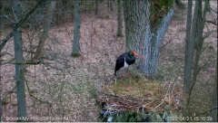 2022_04_21_17_18_10_Bocian_czarny_Online_Puszcza_Notecka_Black_stork_Online_Notecka_Forest_YouTu.png