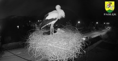 2022-04-23 21_11_13-BOCIANY kamera na żywo z gniazda w Pasłęku – Kinza.jpg