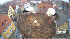 2022_04_26_11_23_26_Storchencam_Storchennest_Hoechstadt.de_Mozilla_Firefox.png