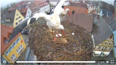 2022_04_26_11_25_54_Storchencam_Storchennest_Hoechstadt.de_Mozilla_Firefox.png