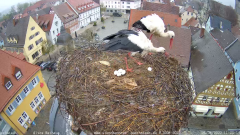 2022_04_26_11_26_26_Storchencam_Storchennest_Hoechstadt.de_Mozilla_Firefox.png