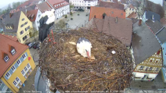 2022_04_26_11_27_25_Storchencam_Storchennest_Hoechstadt.de_Mozilla_Firefox.png