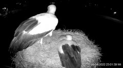 2022-04-26 23_24_30-Projekt Sąsiad Bocian - transmisja na żywo znad gniazda bociana białego - k1 - Y.jpg