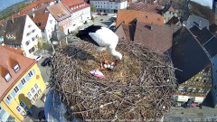 2022_04_27_10_11_16_Storchencam_Storchennest_Hoechstadt.de_Mozilla_Firefox.png