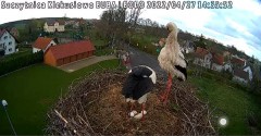 2022-04-27 14_34_51-Gniazdo bociana Klekusiowo kamera na żywo WebCamera.pl oglądaj – Kinza.jpg