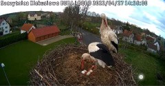 2022-04-27 14_35_00-Gniazdo bociana Klekusiowo kamera na żywo WebCamera.pl oglądaj – Kinza.jpg