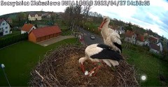 2022-04-27 14_35_05-Gniazdo bociana Klekusiowo kamera na żywo WebCamera.pl oglądaj – Kinza.jpg