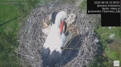 2022-04-29 18_49_12-#Bociany na żywo, POBIEDNO, IP Camera #Stork #LIVE, #stork #nest #Online subskry.jpg