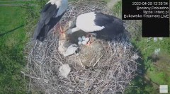 2022-04-29 18_50_02-#Bociany na żywo, POBIEDNO, IP Camera #Stork #LIVE, #stork #nest #Online subskry.jpg