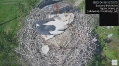 2022-04-29 18_50_31-#Bociany na żywo, POBIEDNO, IP Camera #Stork #LIVE, #stork #nest #Online subskry.jpg