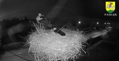 2022-04-29 21_18_43-BOCIANY kamera na żywo z gniazda w Pasłęku – Kinza.jpg