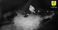 2022-04-29 21_51_43-BOCIANY kamera na żywo z gniazda w Pasłęku – Kinza.jpg