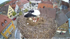 2022_04_30_12_02_05_Storchencam_Storchennest_Hoechstadt.de_Mozilla_Firefox.png