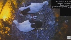 2022-05-01 20_44_47-#Bociany na żywo, POBIEDNO, IP Camera #Stork #LIVE, #stork #nest #Online subskry.jpg