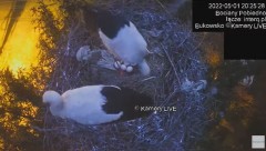 2022-05-01 20_45_19-#Bociany na żywo, POBIEDNO, IP Camera #Stork #LIVE, #stork #nest #Online subskry.jpg