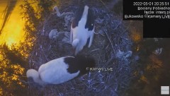 2022-05-01 20_45_42-#Bociany na żywo, POBIEDNO, IP Camera #Stork #LIVE, #stork #nest #Online subskry.jpg