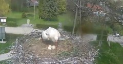 2022-05-02 15_24_58-Gniazdo bociana Tyrawa Wołoska - kamera na żywo WebCamera.pl – Kinza.jpg