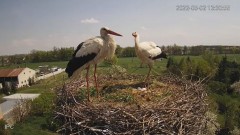 2022-05-02 19_15_50-Bociany - Raszków - YouTube – Kinza.jpg