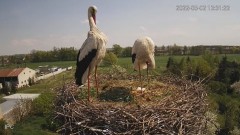 2022-05-02 19_16_41-Bociany - Raszków - YouTube – Kinza.jpg