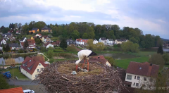 2022_05_05_19_02_32_Roettenbach_Storchenbrutplatz_Livecam_Pro_Mozilla_Firefox.png