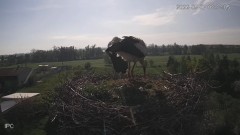 2022-05-07 21_28_32-Bociany - Raszków - YouTube – Kinza.jpg