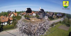 2022-05-08 12_52_13-BOCIANY kamera na żywo z gniazda w Pasłęku – Kinza.jpg