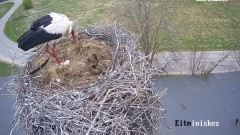 2022-05-08 13_21_21-Stork webcam - Heritage Timber Sash Windows – Kinza.jpg