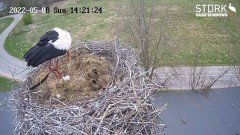 2022-05-08 13_21_33-Stork webcam - Heritage Timber Sash Windows – Kinza.jpg