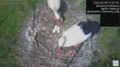 2022-05-09 19_50_41-#Bociany na żywo, POBIEDNO, IP Camera #Stork #LIVE, #stork #nest #Online subskry.jpg