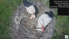 2022-05-09 19_50_59-#Bociany na żywo, POBIEDNO, IP Camera #Stork #LIVE, #stork #nest #Online subskry.jpg