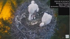 2022-05-10 21_28_28-#Bociany na żywo, POBIEDNO, IP Camera #Stork #LIVE, #stork #nest #Online subskry.jpg