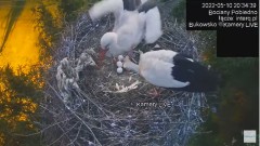 2022-05-10 21_28_34-#Bociany na żywo, POBIEDNO, IP Camera #Stork #LIVE, #stork #nest #Online subskry.jpg