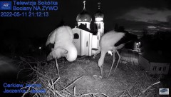 2022-05-11 23_29_52-Gniazdo Bocianie - Telewizja Sokółka [NA ŻYWO] _ IP Camera_ Stork's nest [LIVE] .jpg