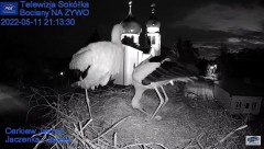 2022-05-11 23_30_20-Gniazdo Bocianie - Telewizja Sokółka [NA ŻYWO] _ IP Camera_ Stork's nest [LIVE] .jpg