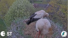 2022-05-12 10_07_41-Baltie stārķi (Ciconia ciconia) Tukuma novadā - LDF tiešraide __ White storks in.jpg