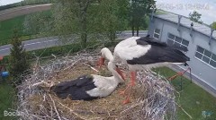 2022-05-13 21_40_56-#Bociany na żywo - #kamera na #gniazdo pod Zambrowem #WhiteStork #nest #livecam .jpg